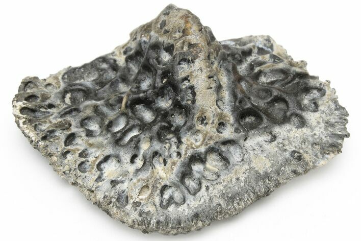 Fossil Alligator Dermal Scute - Florida #228356